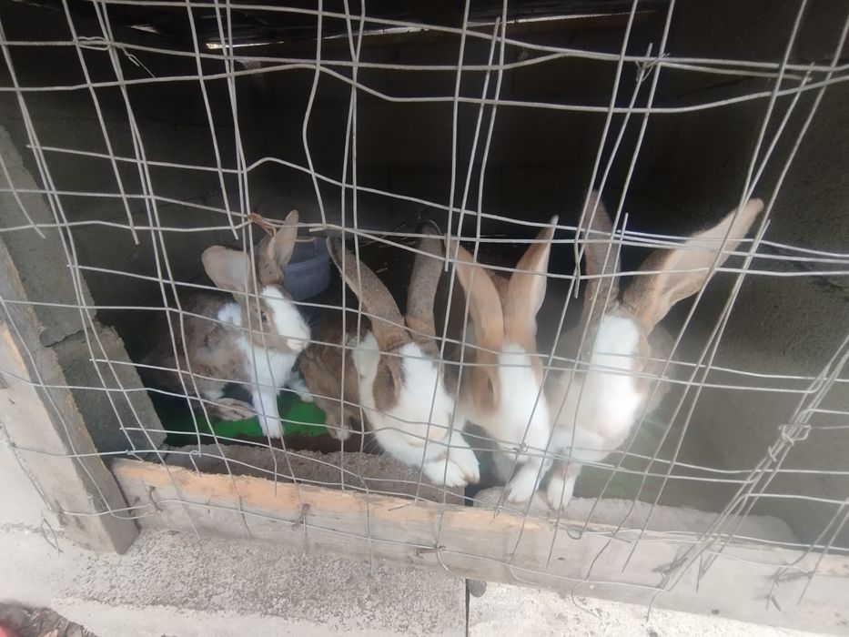 Vând iepuroaice sănătoase urgent