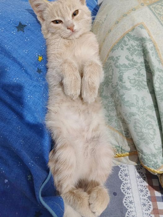 Отдам в добрые руки