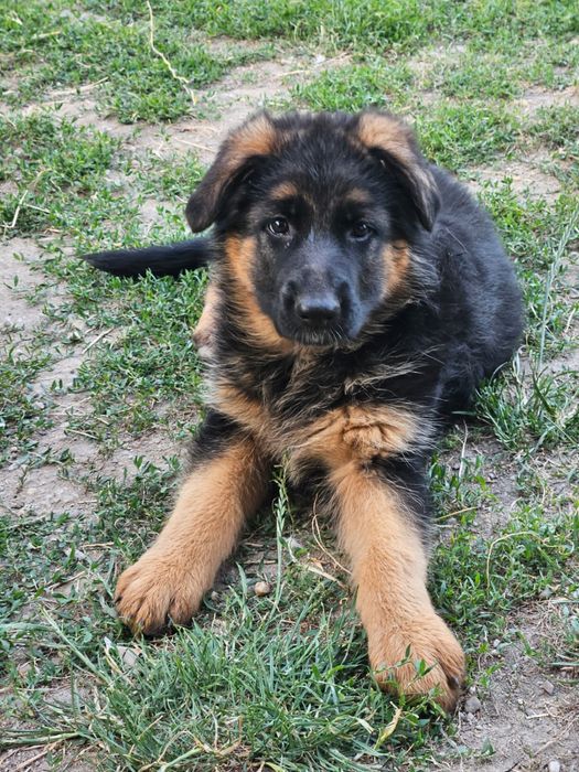 Pui Ciobanesc german