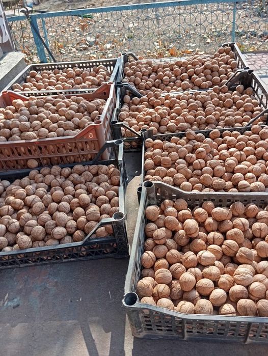 Продам грецкие орехи домашние