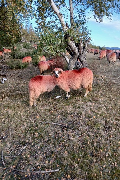 Vând 8 oi țurcane și 2 berbeci