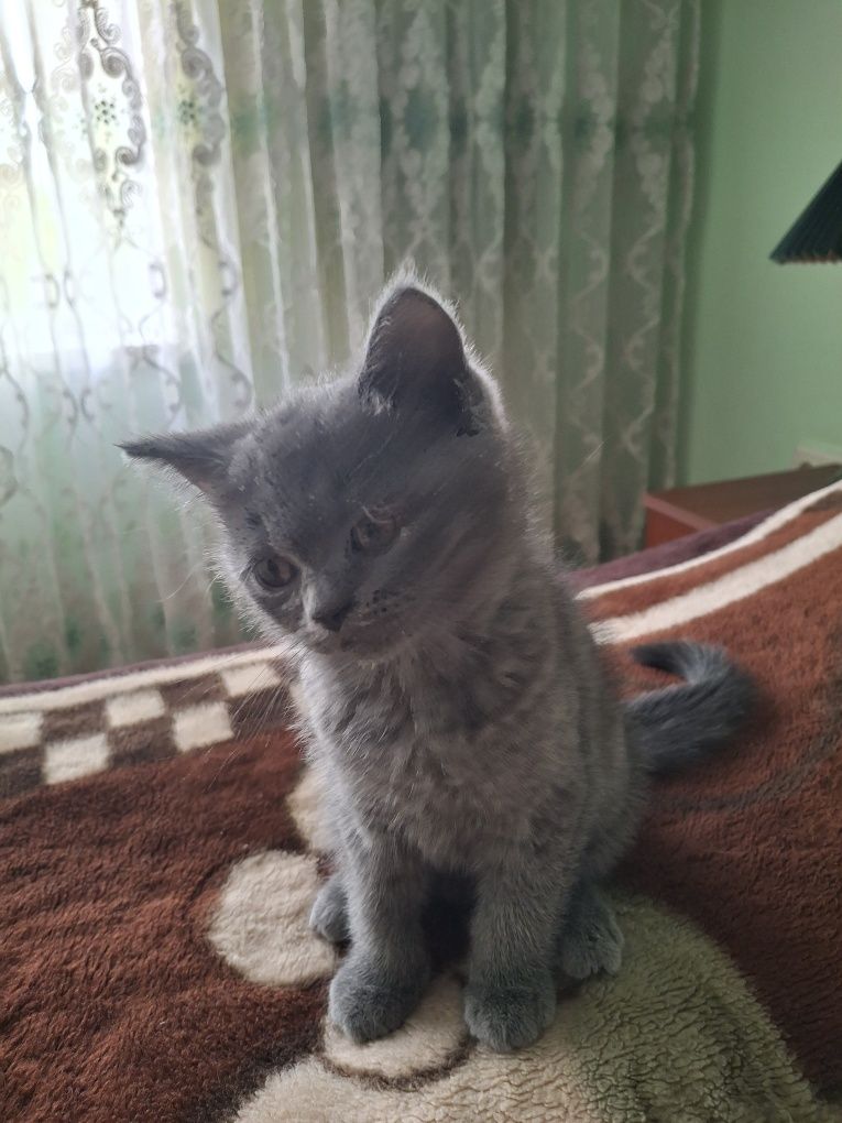 Котенок Скоттиш страйт