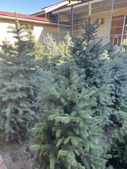 Голубая ель для сада и дачи