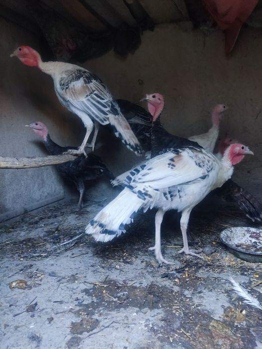 2 dona moda kurkalar sotiladi sirochna