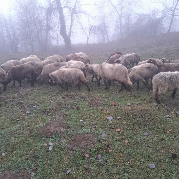 Vând  30 de oi și 2 berbeci.Oile sunt mai bătrâne  dar Gestante