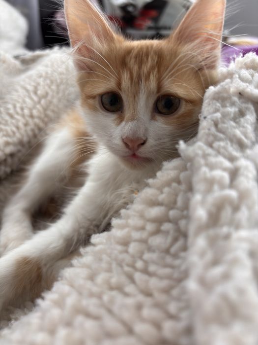 Подарявам 2 малки котенца