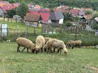 21 de Oii de vânzare com.Racoș jud.Brasov