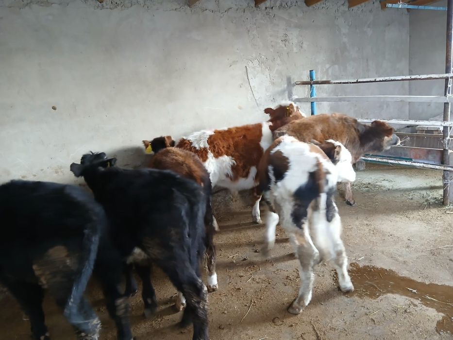 Продается бычки все хорошие. 7 голов.