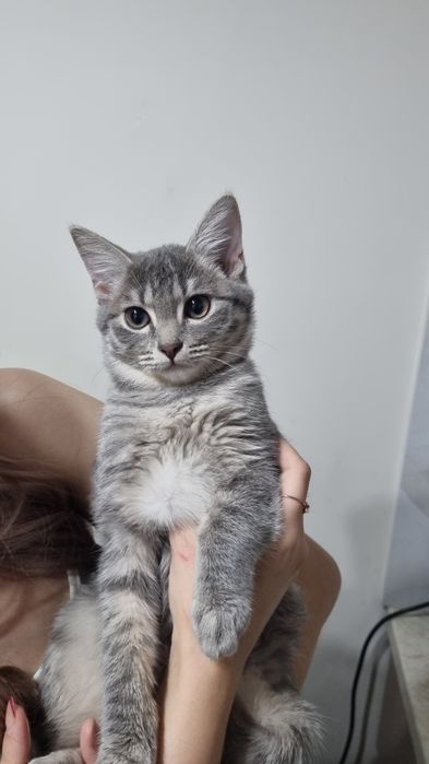 Отдам котенка в хорошие руки