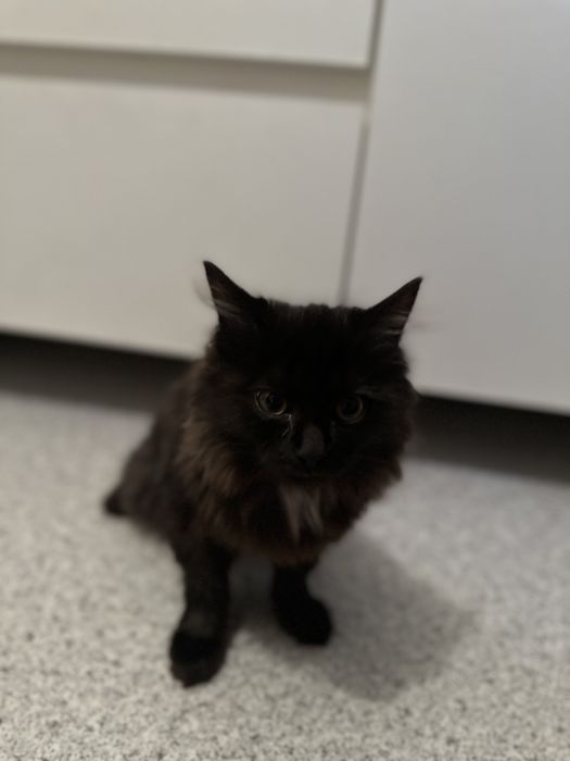 Пушистый котик, мальчик, приручённый