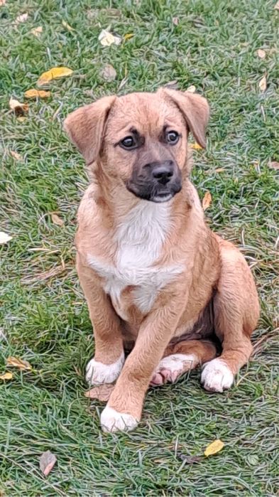 Donez caini vaccinati