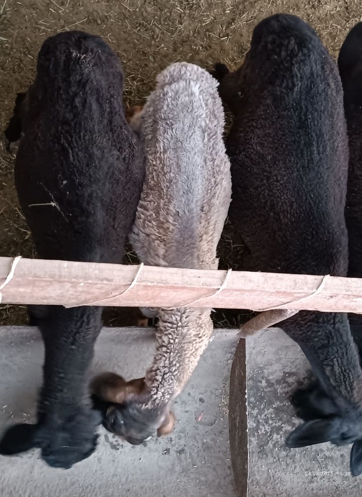 2 ta ikkizak qoy bolalari bn sotiladi