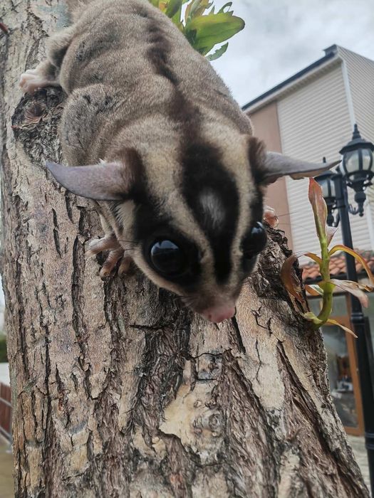 Летяща захарна катеричка