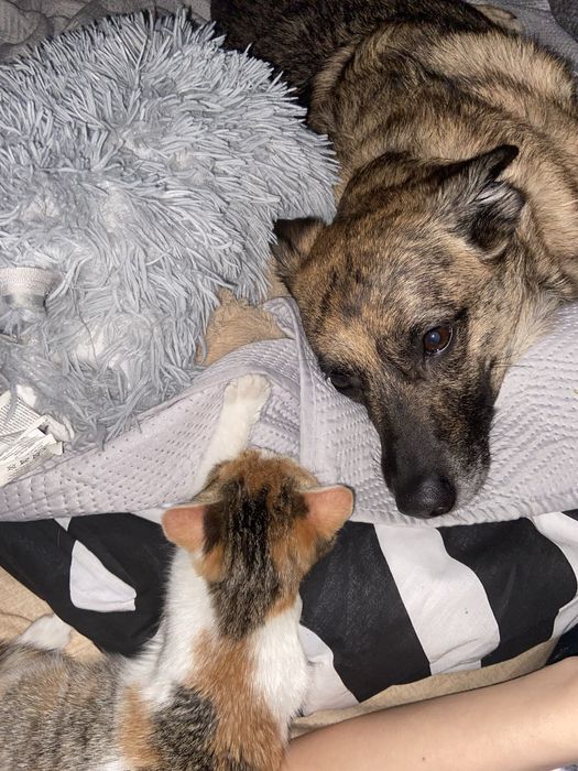 Pet sitter Floresti -Cluj-Napoca