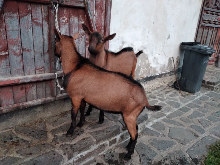 Vând țap alpina franceza