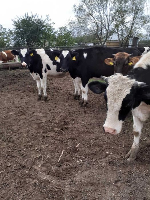 Junele baltate si holstein