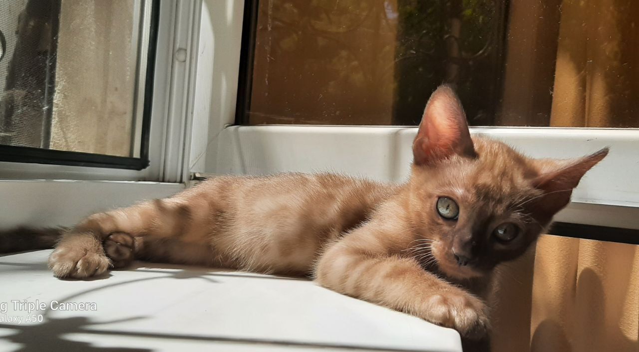 Бенгальские котята