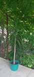 Vand planta Yucca Elephantipes