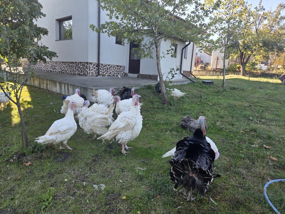 Vand curcani si curci