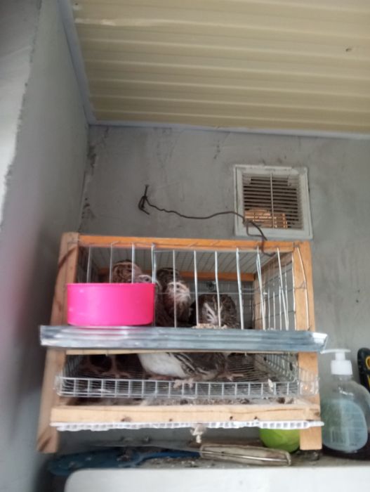 Валер для перепел бедана