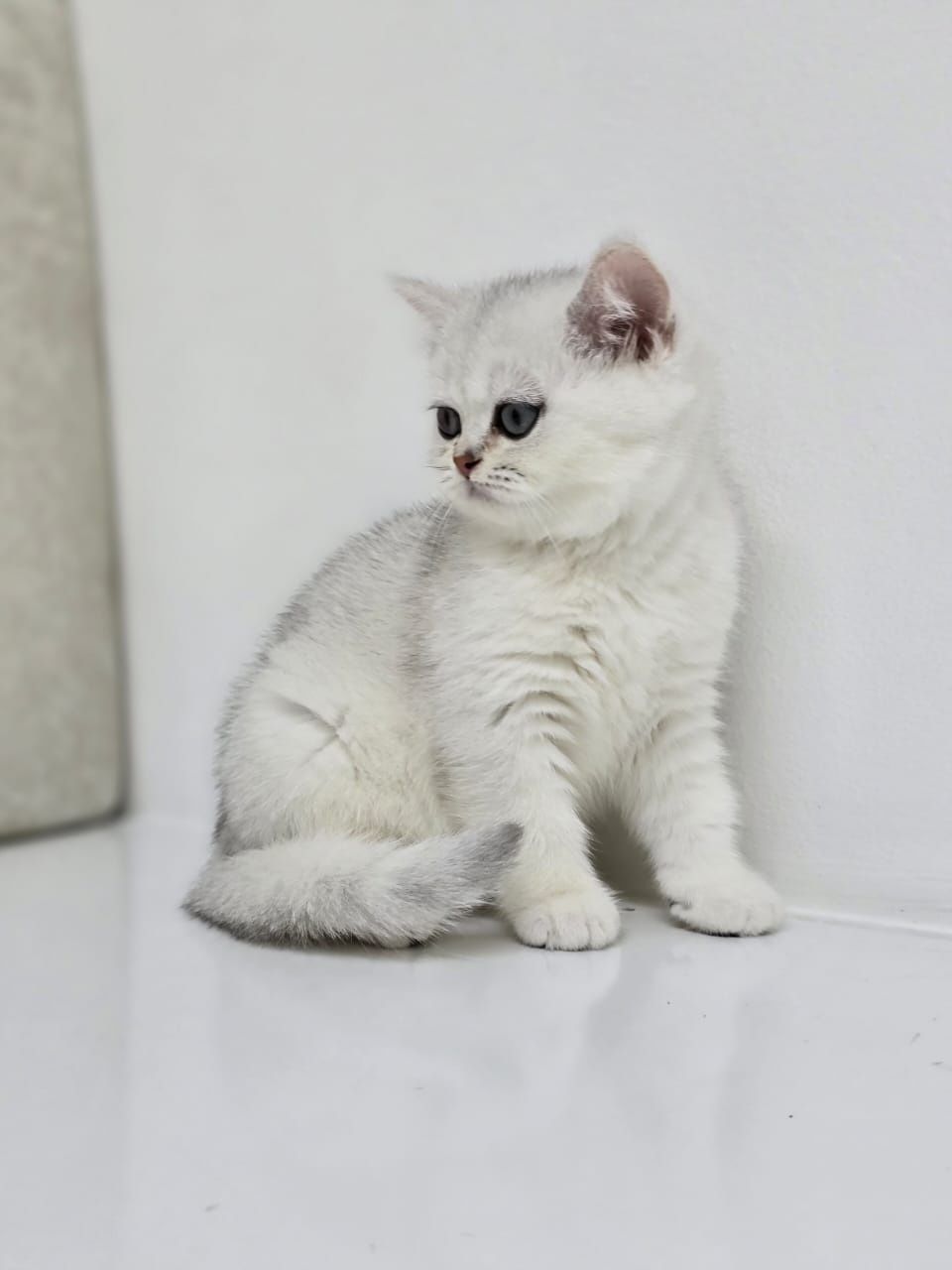 Котята бриташки ждут любящих хозяев