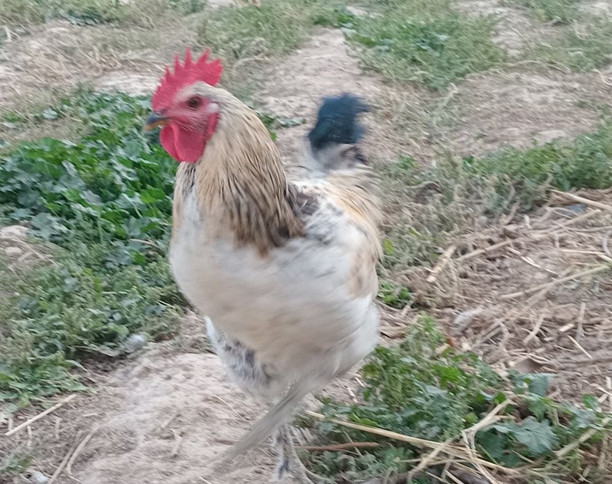 Хуроз сотилади соглом