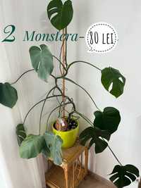 Planta monstera mare