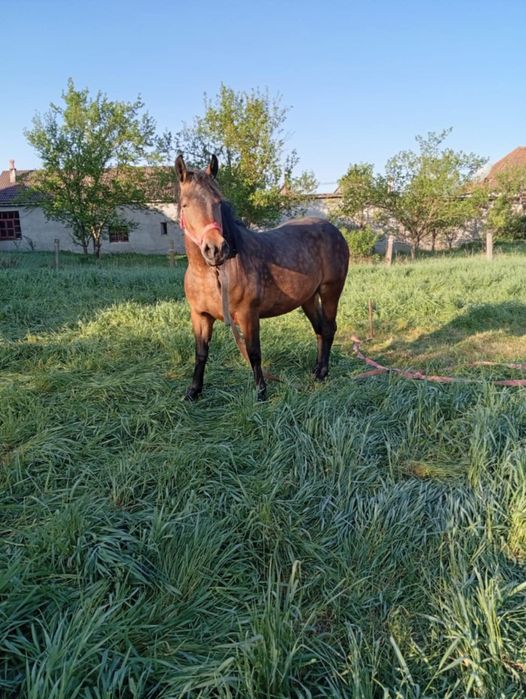 Iapa de vânzare doi ani jumate