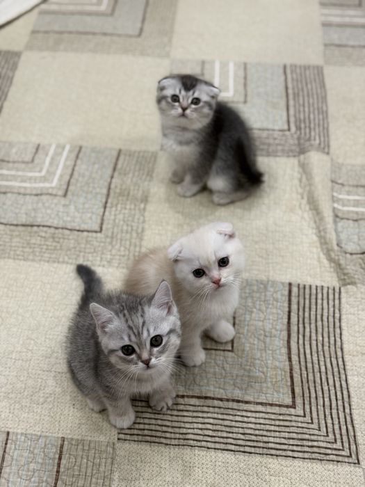 Мушук сотилади ок-2млн коган скотиш страйт(серый) 1,5 млн