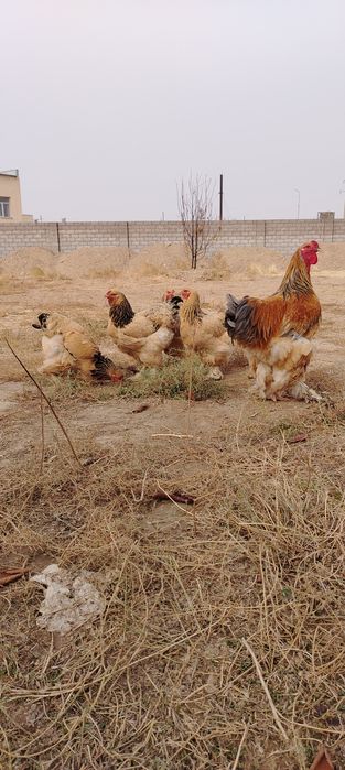 Брама қораз тауық