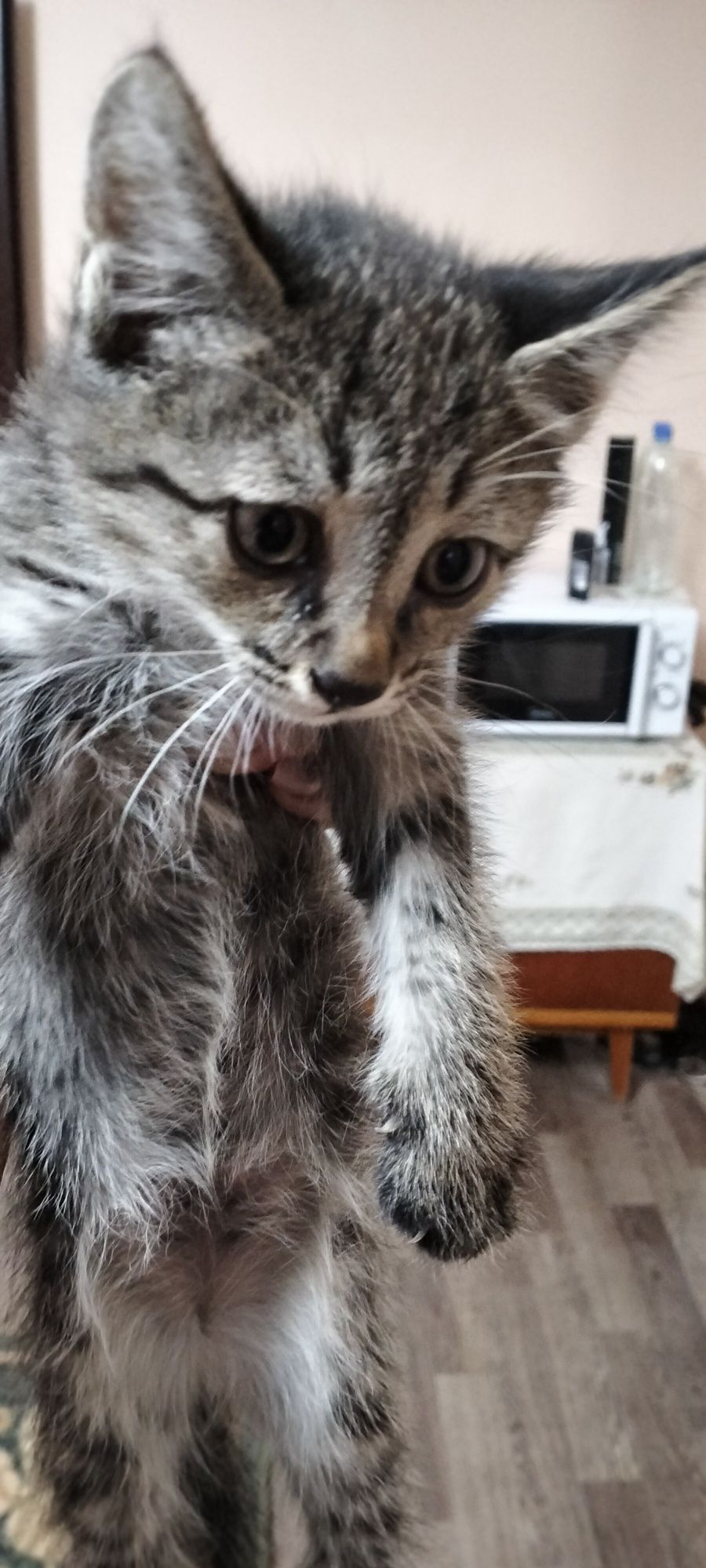 Отдам котят в хорошие руки