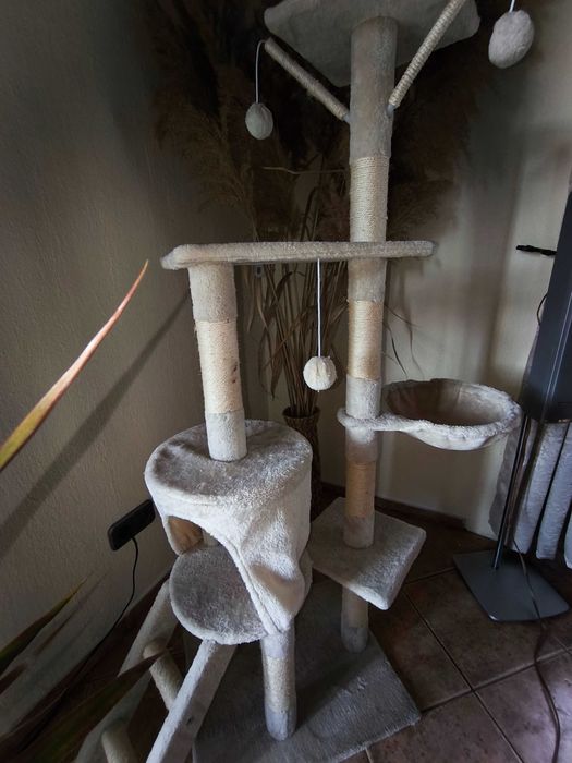 Катерушка за Коте