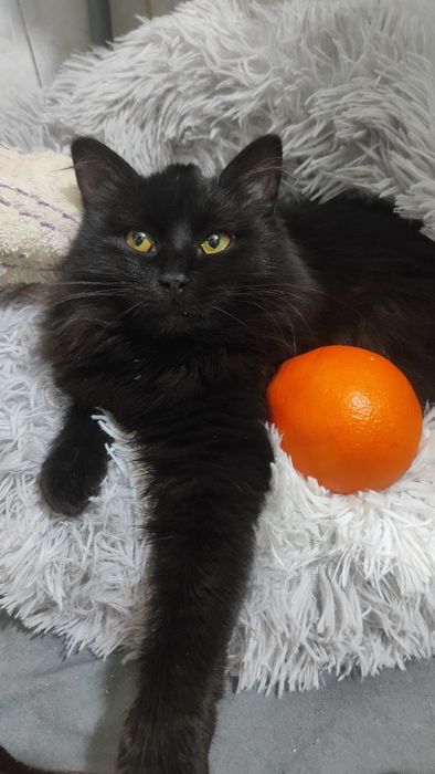 Отдаю кошечку , сибирская