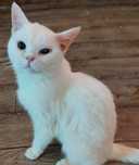 Кот ищет доьрую  семью
