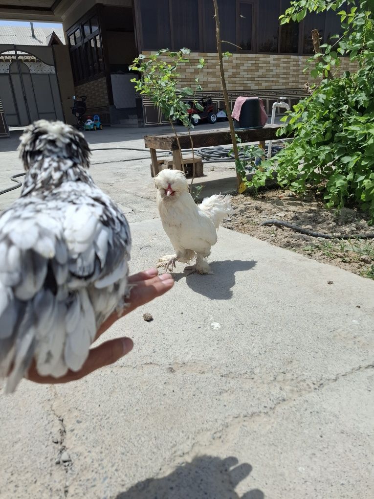 Тоза корейский япон