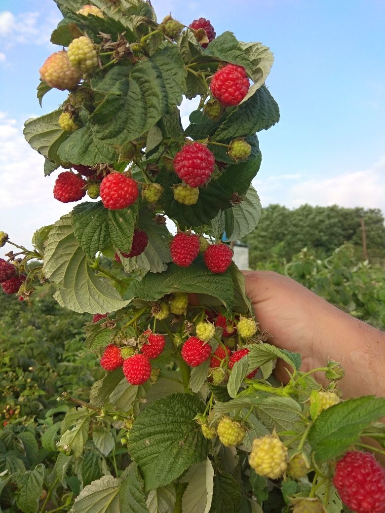 Малина от наща градина