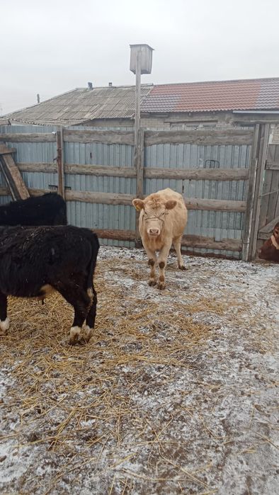 Продам Крс пос Талапкер 20км от  Костанай