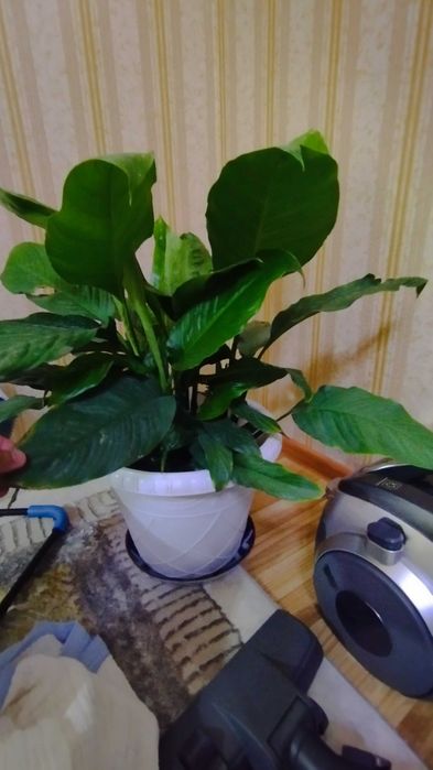 Spatifillium guli sotiladi 190 min