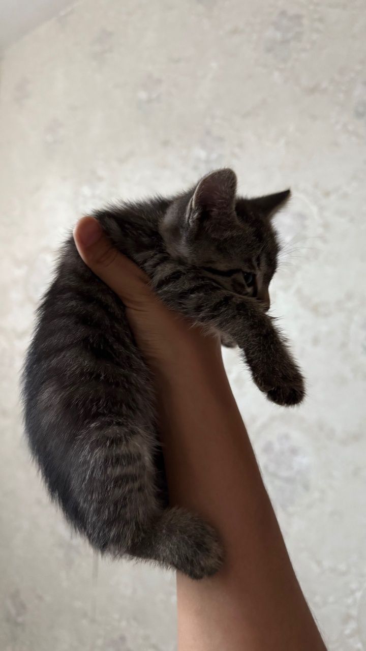 Котенок-mushukcha