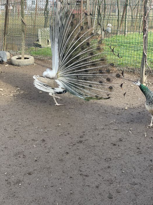 Vand paun si paunita