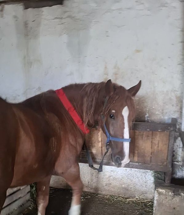 Iapa de 2 ani de vinzare