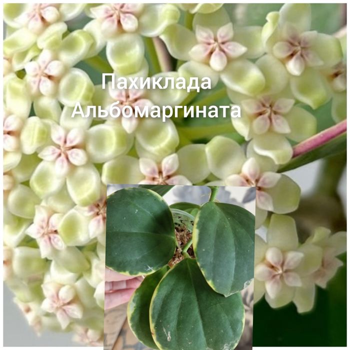 Хойя хоя хойки подарок