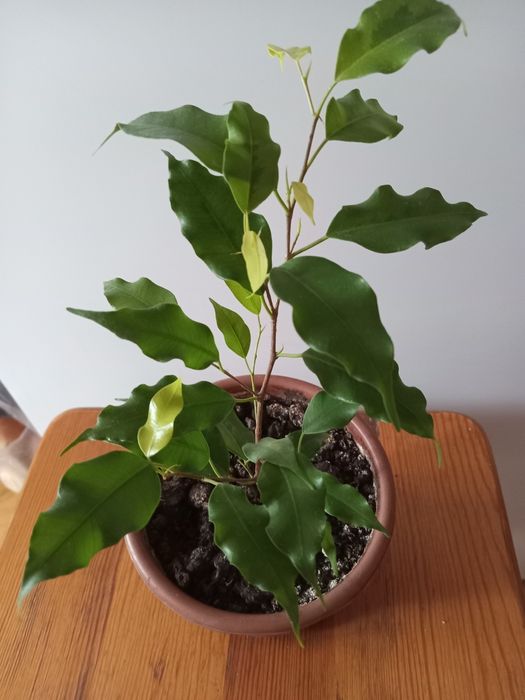 Продам фикусы бенджамина, макломе алоэ, золотой ус, каланхоэ, сансевье