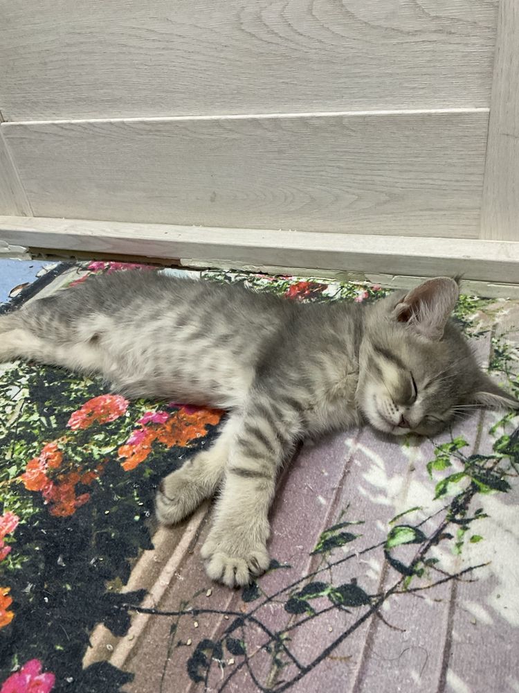 котята скоттиш фолд и вислаухие