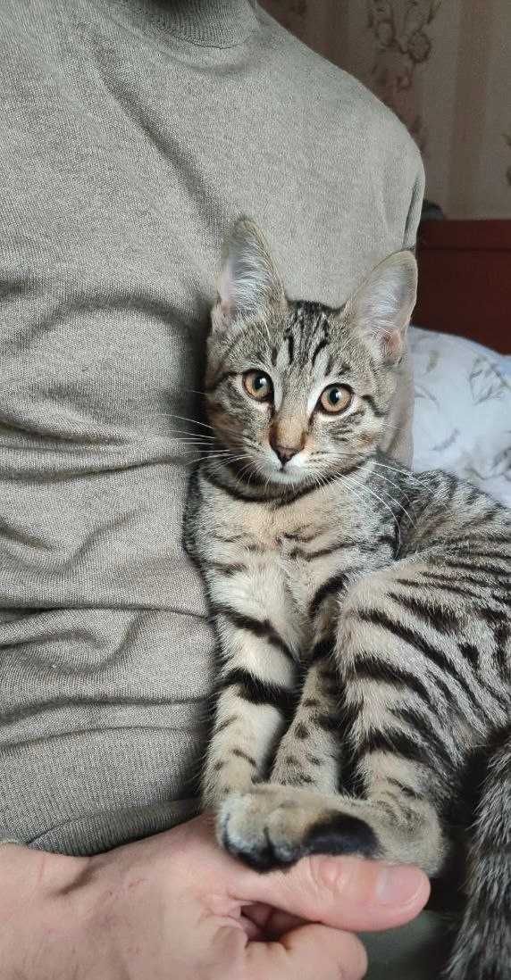 Отдам в добрые руки котенка