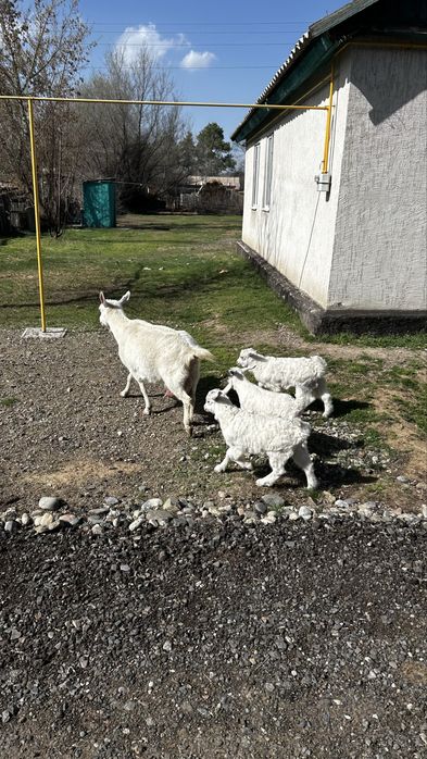 Сутті ешкі сатылады срочно