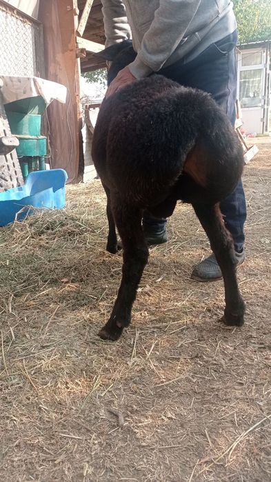 Qochqorlar  sotiladi.