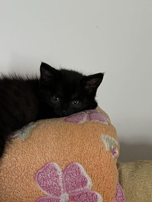 Отдам котенка в  в добрые руки