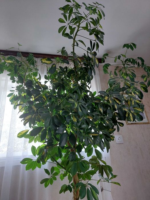 Продается растение Шеффлера(для офисов,кафе,просторных залов)