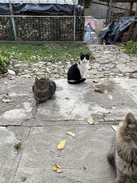 donez 5 puiuti de pisicuță